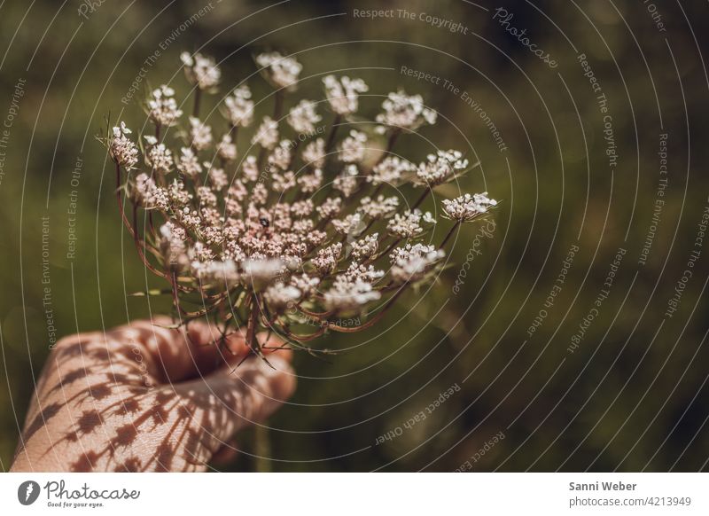 Dill plant Mallorca Plant Exterior shot Nature Colour photo Deserted Agricultural crop Environment Dill blossom Close-up Garden naturally Herbs and spices