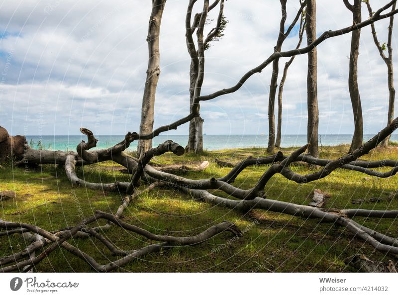 Dead and half-dead trees in the ghost forest at the Baltic Sea coast Ghost forest Tree die Light Cheerful ghostly diagonal Clouds Ocean Vantage point