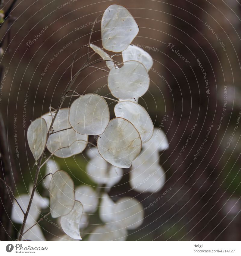 Seed pods of the garden silverleaf (Lunaria annua) silver leaf garden silver leaf Silverling jewassilverling judaspfennig silbertaler Crucifer Sámen