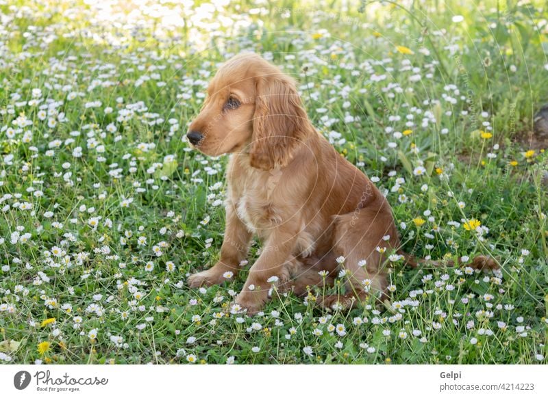 Small cocker spaniel dog with a beautiful blonde hair outside pet bloom spring animal young grass breed domestic portrait cute flower nature brown canino puppy