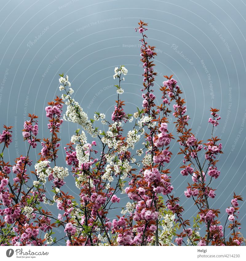 Branches with pink and white cherry blossoms in front of dark rain clouds Twig Flower Blossom Spring Flowering Ornamental cherry Cherry wax Clouds Rain Cloud