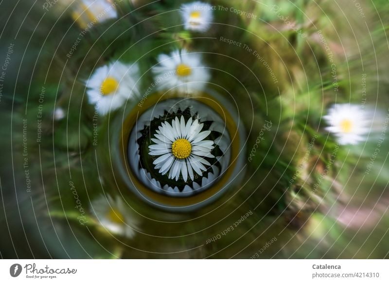 Attention to daisies flora Blossom leave Plant Flower blossoms Nature Leaf wax daylight Day Spring Garden Daisy Green Grass Yellow reflection