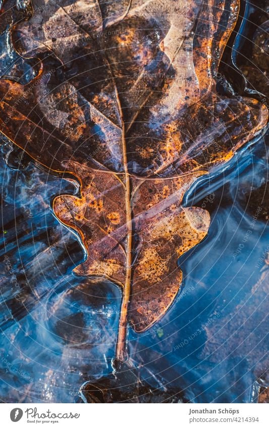 brown oak leaf frozen on the ground in ice closeup Deserted Day Close-up Exterior shot Background picture Colour photo Structures and shapes Autumnal colours