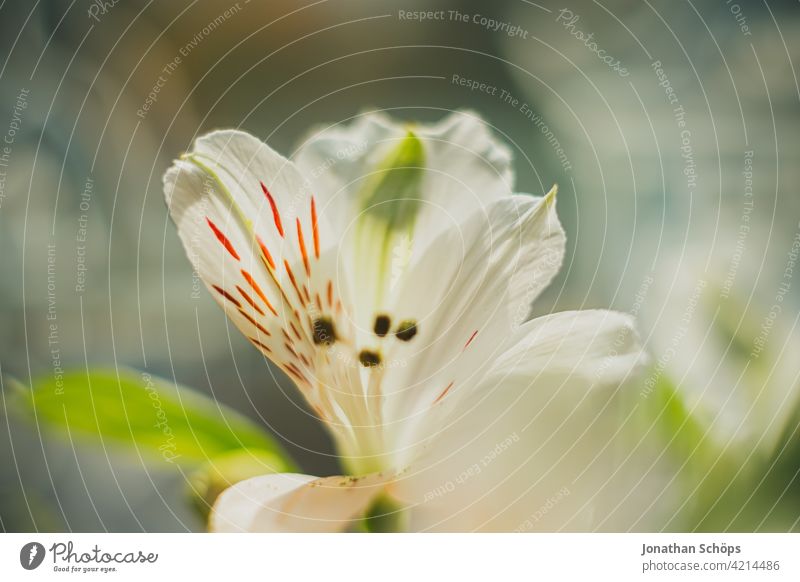 white flower macro shot in sunshine Flower white flowers Blossoming Close-up Near pretty Analog Retro vintage movie Colour photo Plant naturally Nature