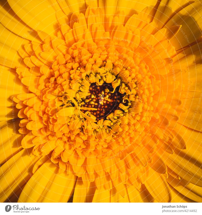 Macro flower yellow flower bright yellow Flower flowers Yellow wax Nature Blossom Plant pretty naturally luminescent sunny Spring Blossoming Close-up macro