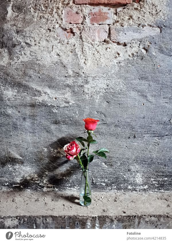 Two roses beautify a lost place lost places Decline Past Transience Old Change Broken Ravages of time Derelict Architecture Subdued colour Wall (building)