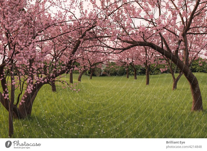 Japanese cherry tree avenue on green field Calm silent Flower Subsidiaries freshness flowers Blooming Fresh April heyday Blossom Japanese culture Picturesque