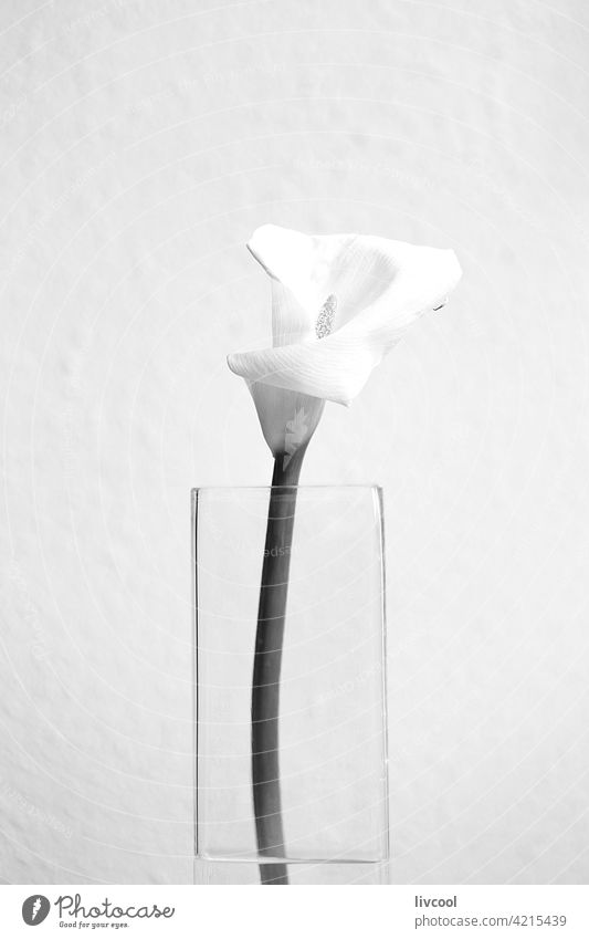 calla lily in vase with water III flower black and white crystal nature springtime season beauty allure simple romantic nostalgic art wall white color green