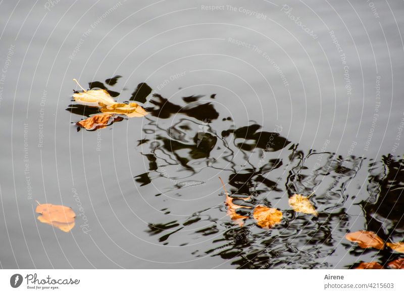 Emergence of the water spirits Water leaves Autumn reflection Shadow Ghosts Black Abstract Aquarius Mysterious Reflection Surface of water Calm Lake Pond Nature
