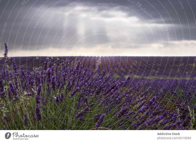 lavender field sky