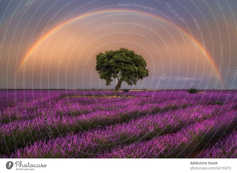 Beautiful rainbow over lavender field in evening tree flower sunset bloom blossom landscape scenery environment flora fragrant fresh purple growth scenic nature
