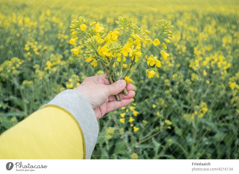Rape blossoms in one hand at the rape field Canola Canola field Hand yellow jacket Oilseed rape flower Oilseed rape cultivation Agriculture Agricultural crop