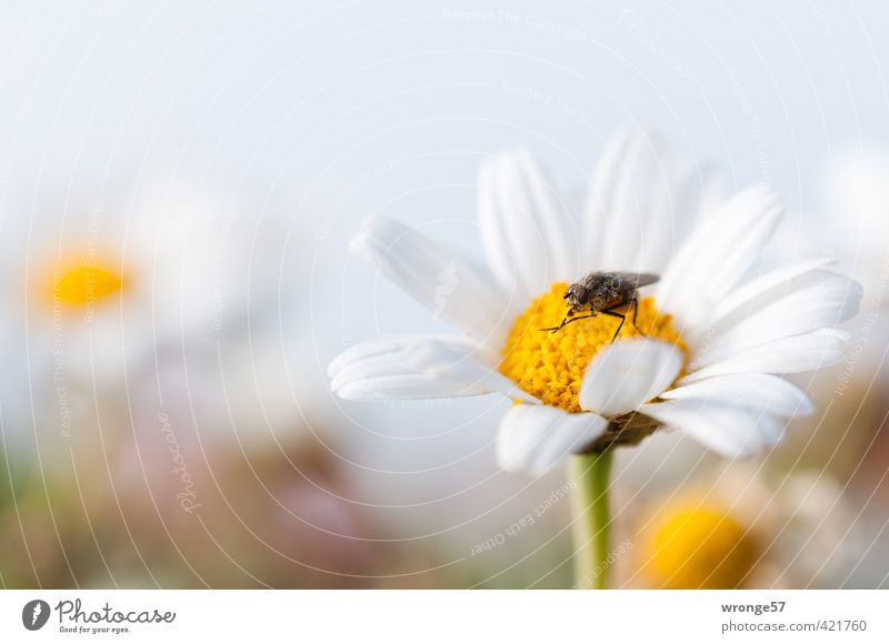 It's served... Nature Plant Animal Summer Flower Blossom Wild plant Flowering plant Meadow Field Fly Insect 1 Brown Yellow White Flower meadow Foraging
