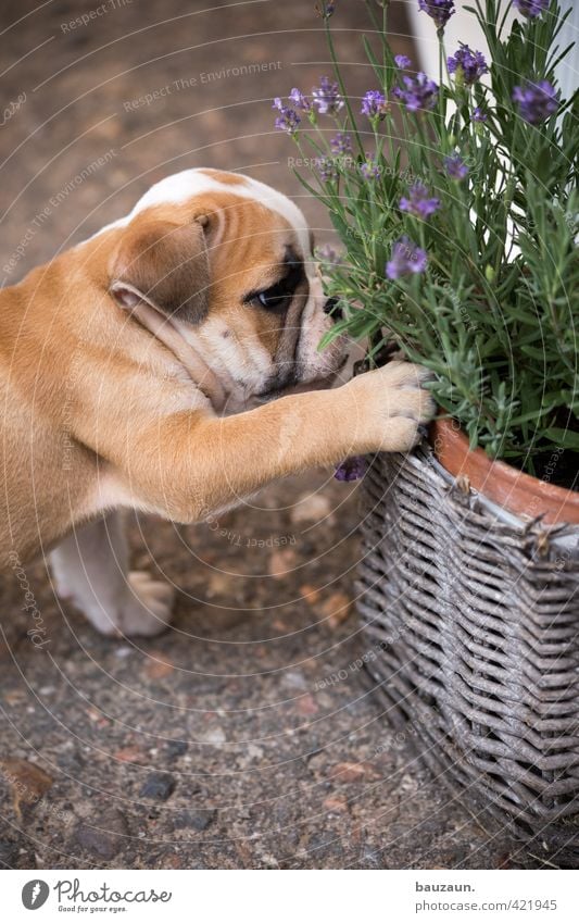Pug to lavender. Joy Leisure and hobbies Playing Garden Plant Pot plant Lavender Terrace Lanes & trails Pet Dog Animal face Pelt Claw Paw Puppy 1 Baby animal