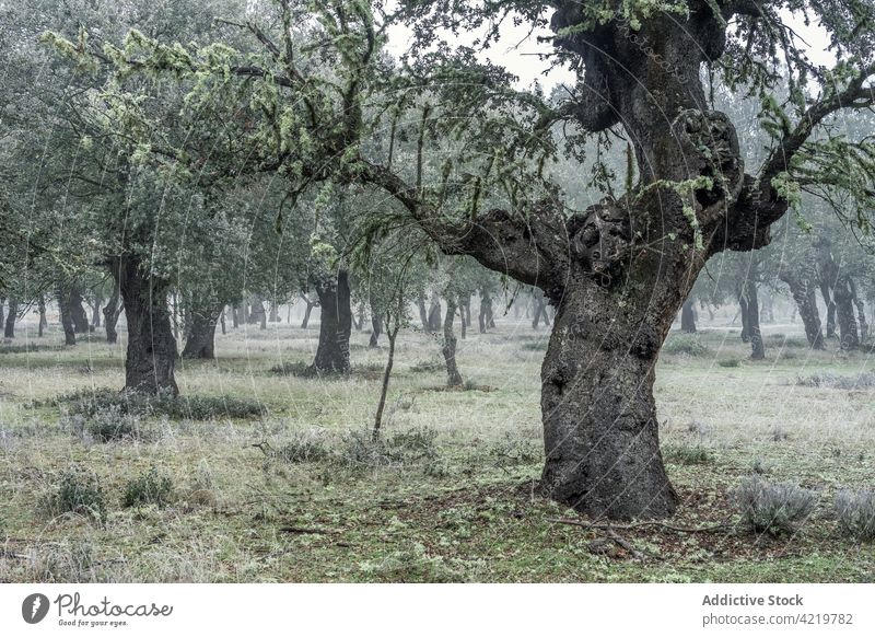 Ancient holm oak forest (Quercus ilex) in a foggy day with centenary old trees, Zamora, Spain. majadas las majadas landscape forestry oaks winter millenary big