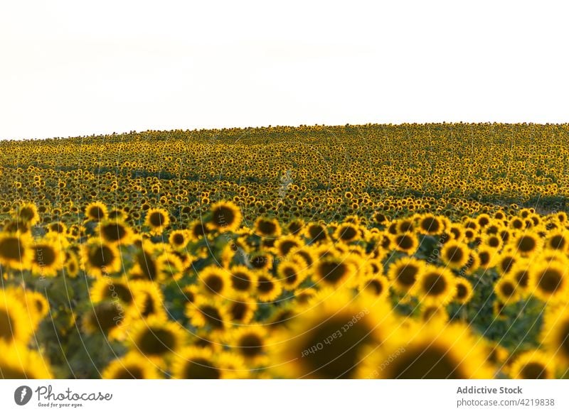 Blooming sunflowers in summer field bloom yellow countryside landscape nature agriculture environment picturesque vast rural season scenic plant farm flora