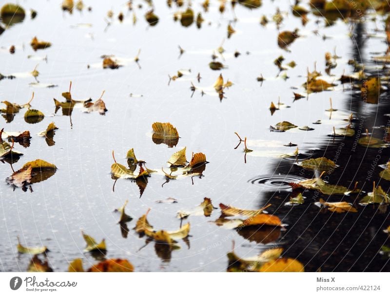 THE HARVEST Water Autumn Weather Bad weather Storm Rain Leaf To fall Cold Wet End Apocalyptic sentiment Transience Autumn leaves Autumnal Early fall