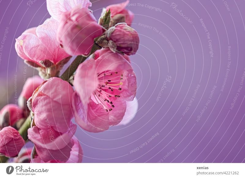 Delicate and pink: apricot blossom on branch against purple background Blossom Twig Pink Spring Blossoming bud Spring fever Apricot tree fruit blossom pretty