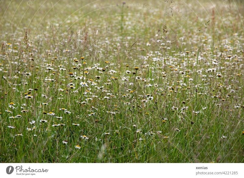 Green meadow with daisies, chamomile flowers and grasses Meadow Flower meadow blossoms spring meadow Daisy Meadow flower Camomile blossom Grass Willow tree