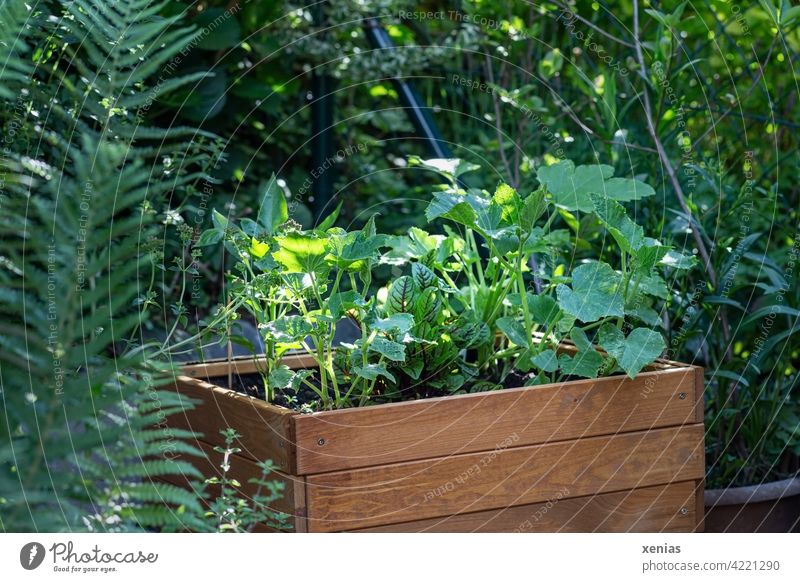 Wooden raised bed for children with green young pumpkin and zucchini plants stands in the garden by the fence Garden self-catering useful plants Vegetable