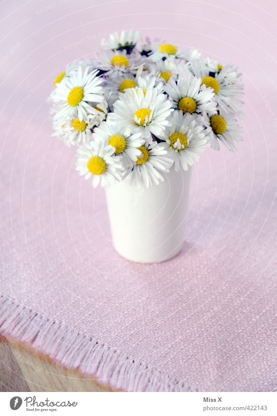 little flowers Decoration Flower Blossom Blossoming Bouquet Flower vase Tablecloth Table decoration Daisy Small Picked Display of affection Gift Love