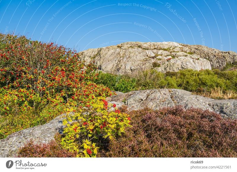 Rocks on the Weather Islands in front of the town of Fjällbacka in Sweden archipelago archipelago garden heather bush Rawanberry archipelago island Tourism Sky