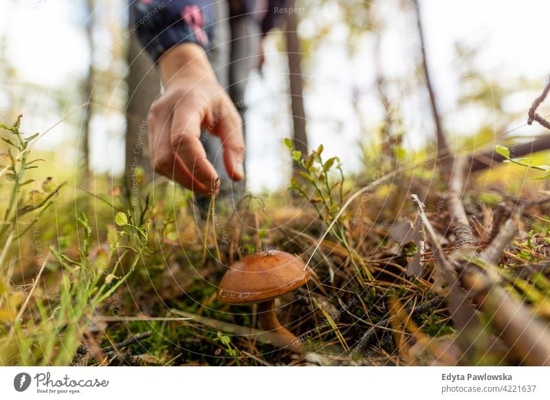 Picking mushrooms in the woods food fresh fungus healthy forest plants trees Poland day outdoors daytime nature autumn fall wild green wilderness