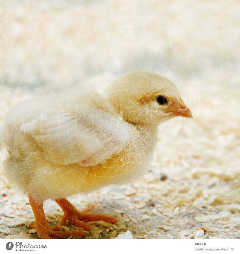 chick Animal Farm animal Bird 1 Baby animal Small Cute Yellow Barn fowl Chick Poultry Poultry farm Livestock breeding Gamefowl Chicken coop Free-range rearing