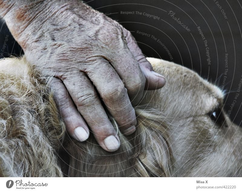 Eco and Umberto Human being Hand Fingers 60 years and older Senior citizen Animal Pet Dog Emotions Protection Safety (feeling of) Agreed Loyal Sympathy