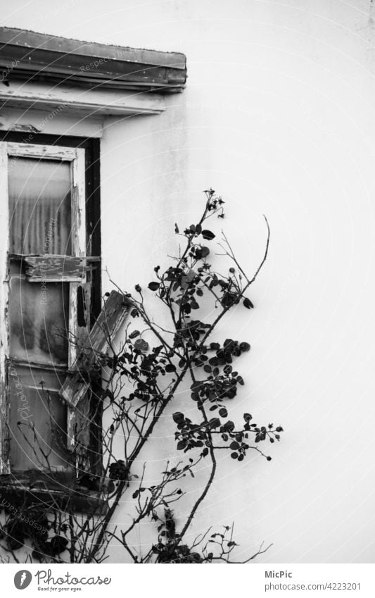 Transience - old window with rose tendril in black white Old Loneliness Derelict Window Ruin Decline Broken Building House (Residential Structure) Past Facade