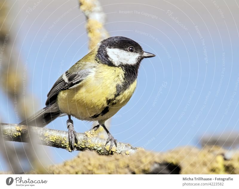 Great Tit in the sunshine Tit mouse parus major Animal face Beak Eyes Feather Grand piano Claw Twigs and branches Tree Bird Wild animal Nature Animal portrait
