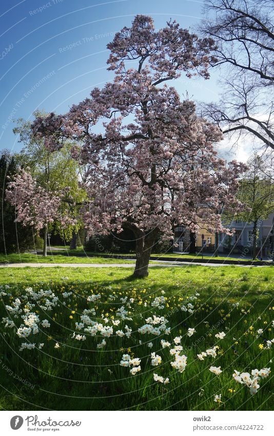 parking bay magnolia blossom Bud Park Sky Spring fever Town Blossom leave Wild plant Air Uniqueness Twigs and branches Beautiful weather Colour photo