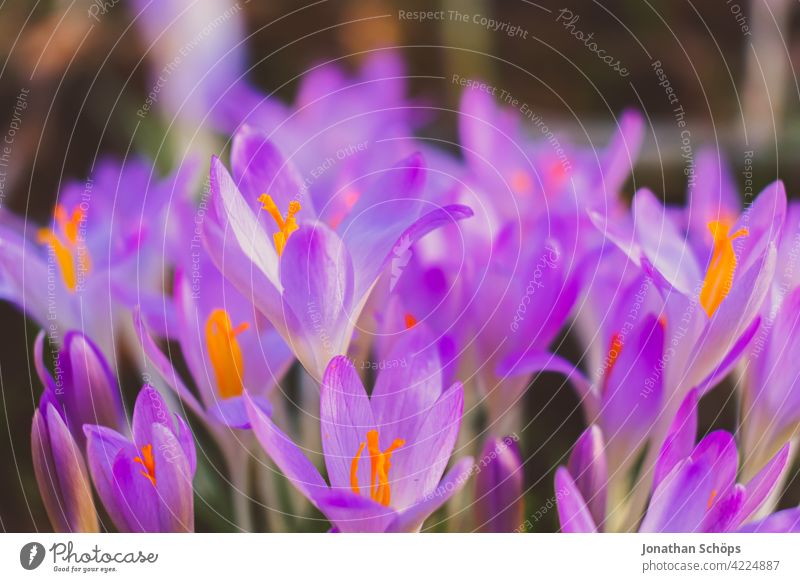 Early bloomer crocus macro shot violet Shallow depth of field Light Day Deserted Macro (Extreme close-up) Detail Close-up Exterior shot Multicoloured
