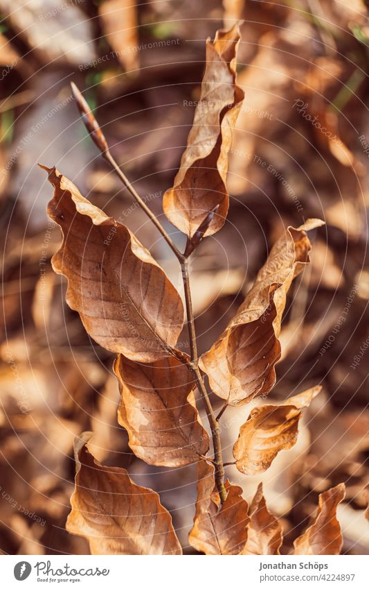 Branch with brown leaves in autumn Deserted Day Close-up Exterior shot Background picture Colour photo Structures and shapes Autumnal colours Automn wood