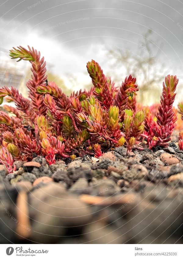 Pioneer plants Conquer Sedum Plant roof greening Growth Close-up Deserted Nature Exterior shot Shallow depth of field Colour photo Day Spring