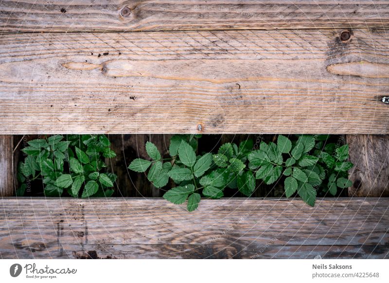 Aegopodium podagraria, belongs to the wild herbs and wild vegetables growing between wooden planks texture old brown board timber pattern floor textured