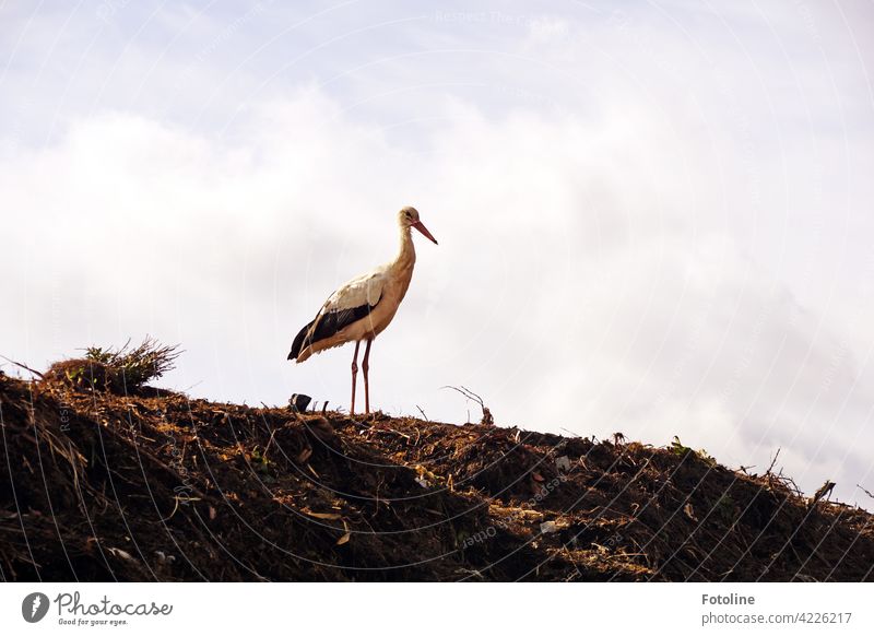 Kalif Storch - what was the magic word for the reversion again? birds Bird Stork Animal Exterior shot Colour photo Wild animal Nature Day Deserted Environment