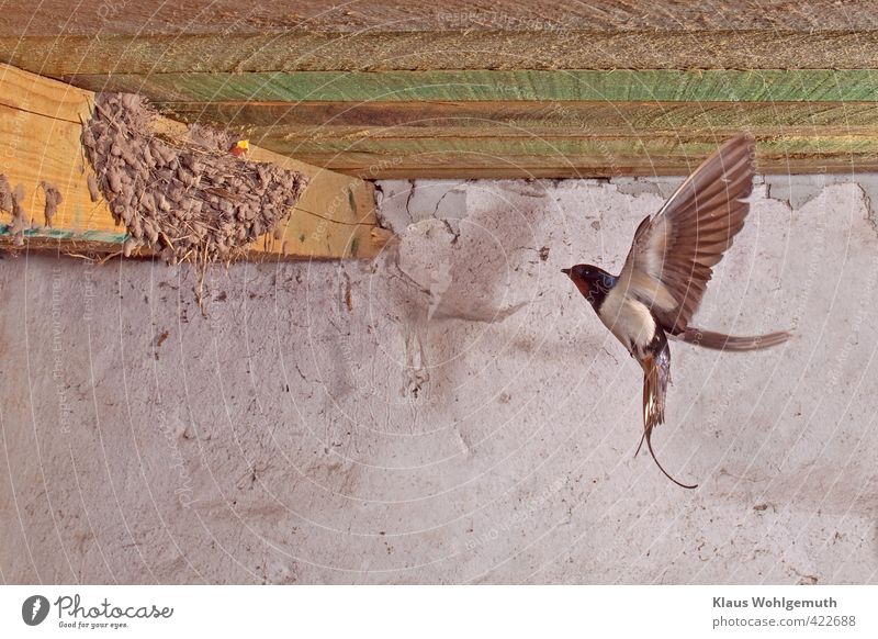 Barn swallow approaching its nest, the hungry offspring is already waiting there Summer Manmade structures Building Wall (barrier) Wall (building) Roof