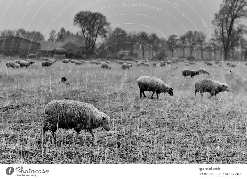 Sheep in the rain Flock Rain Wet Wool Farm animal Exterior shot Herd Nature Meadow Animal Group of animals Landscape Grass Willow tree To feed Deserted