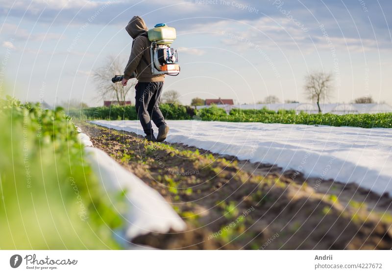A farmer processes a field of potatoes from a mist sprayer. Protecting crops from pests and fungal infections. Control over the use of toxic chemicals when growing food. Crop resistance to pests.