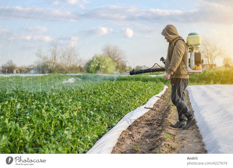 A farmer with a mist sprayer sprays fungicide and pesticide on potato bushes. Protection of cultivated plants from insects and fungal infections. Effective crop protection, environmental impact.