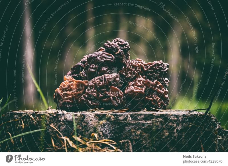 Mushrooms Gyromitra in forest in spring, wildlife scene. Stack of false morels on pine stump. background brain brown calf cap close close-up closeup early