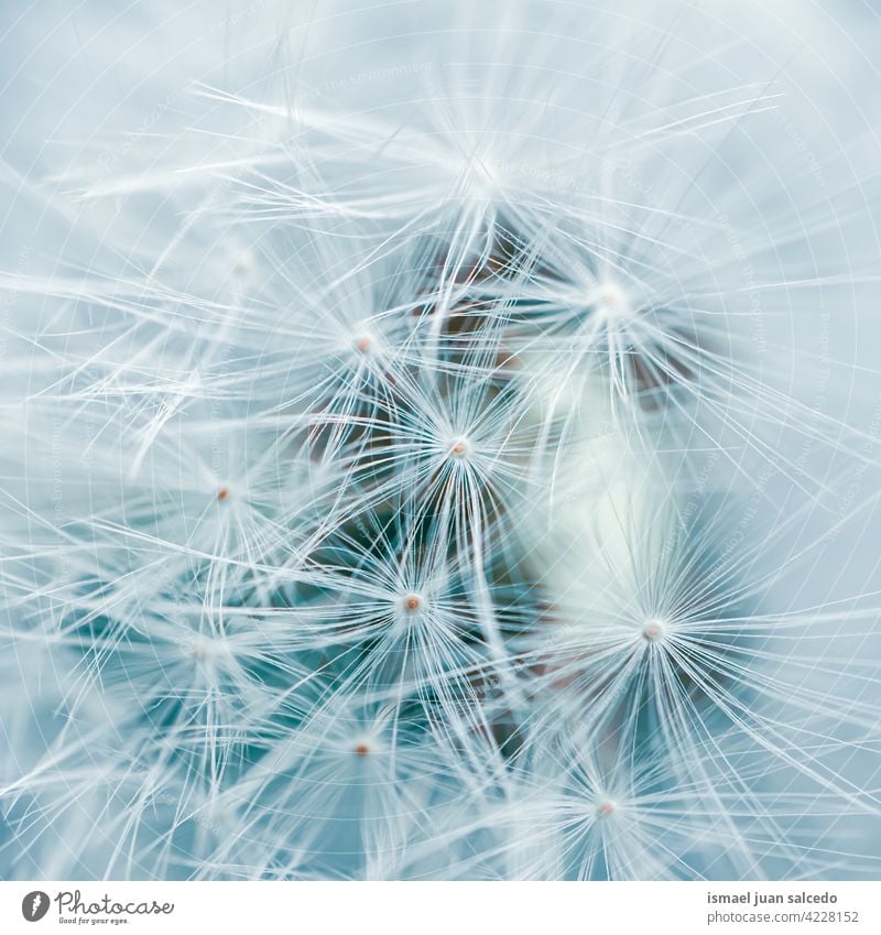 dandelion flower seed in springtime, white background plant floral garden nature natural beautiful decorative decoration abstract textured soft softness