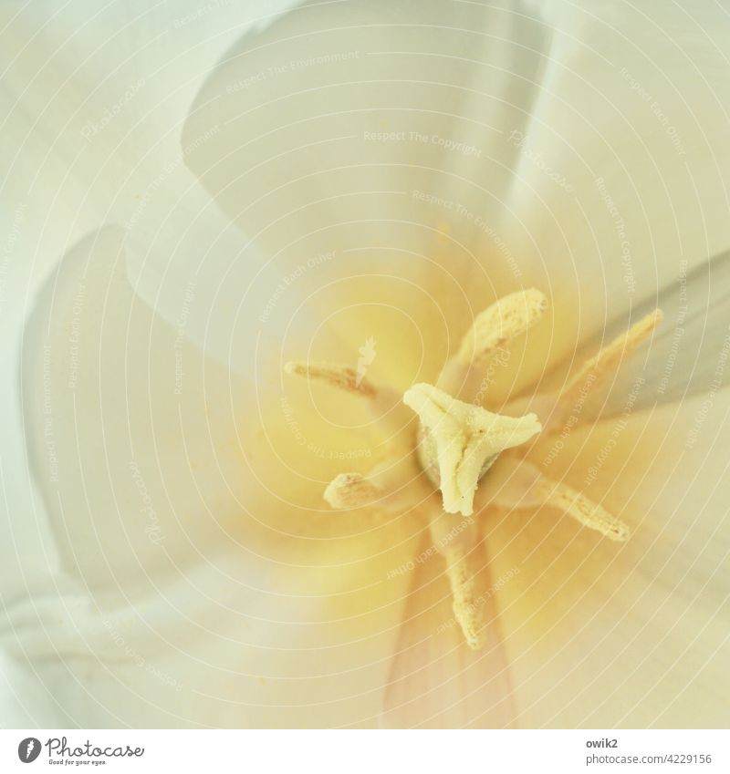 Stamp pad Tulip Close-up Detail Pistil Yellow Colour photo Botany Flower Plant Nature Macro (Extreme close-up) naturally Small Soft Blossom Environment
