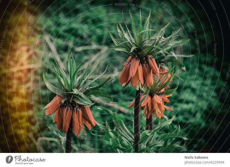 Orange Fritillaria imperialis flowers in spring garden. Imperial hazel grouse or Kaisers crown flowers. Selective focus orange bell royal nature sensuality stem