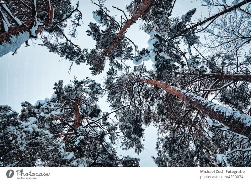 a look up at snow-covered treetops winter outdoor nature tall forest white season background sky cold wood day park beautiful view frost landscape blue crown