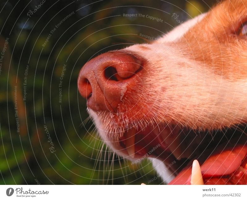 Dog Nose Sweet Cute Snout A Royalty Free Stock Photo From Photocase   42302 Dog Nose Snout Detail Photocase Stock Photo Large 