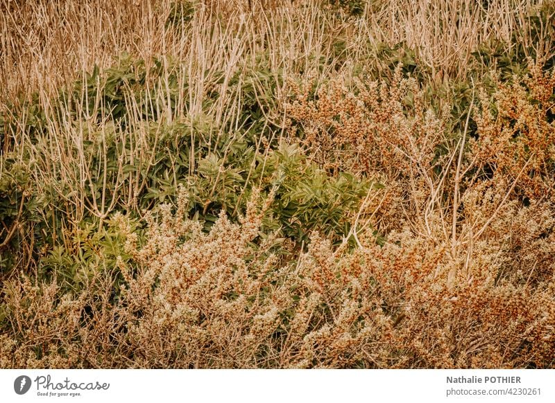 Wild grasses in the dunes wild nature Grass Nature Meadow Environment Colour photo Wild plant Summer Exterior shot Plant Natural Deserted Day Foliage plant