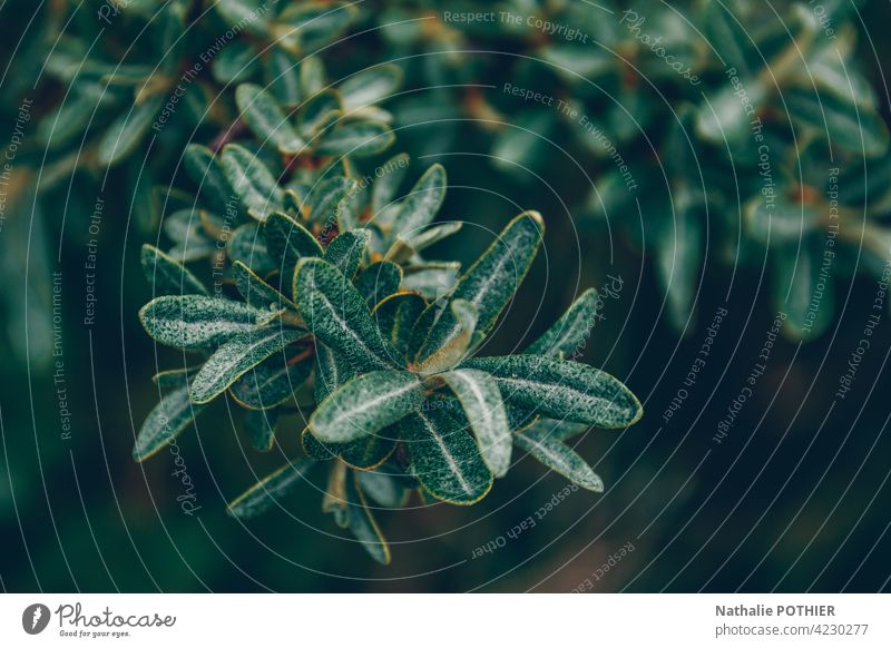 Green dune plant green Plant Nature Exterior shot Dune Colour photo Day Environment Natural