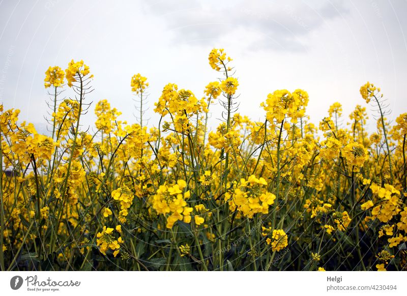 yellow rape blossoms in front of cloudy sky Canola Canola field Spring Agriculture Field Plant Nature Environment Exterior shot Agricultural crop Deserted